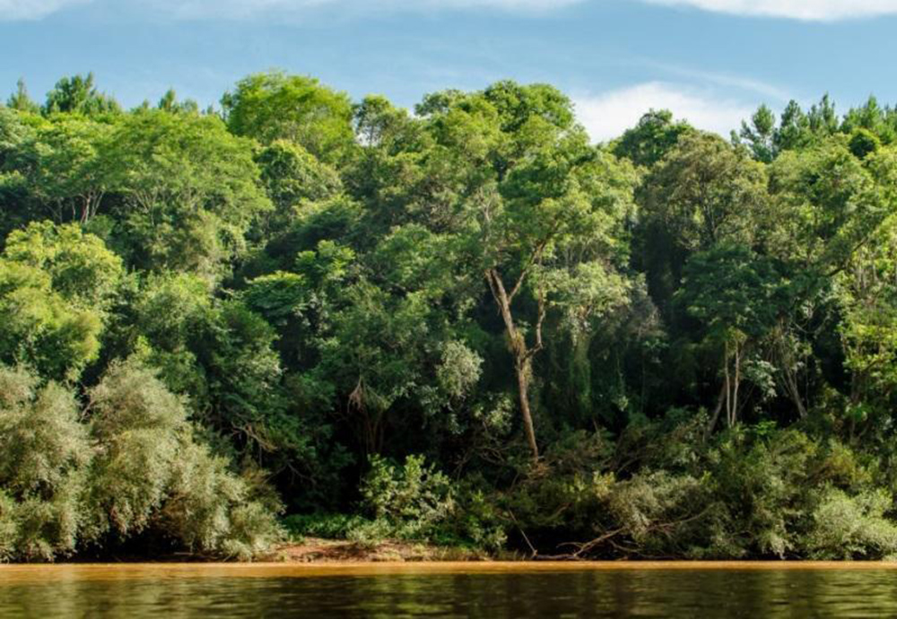 Selva Misionera - Bonos de carbono