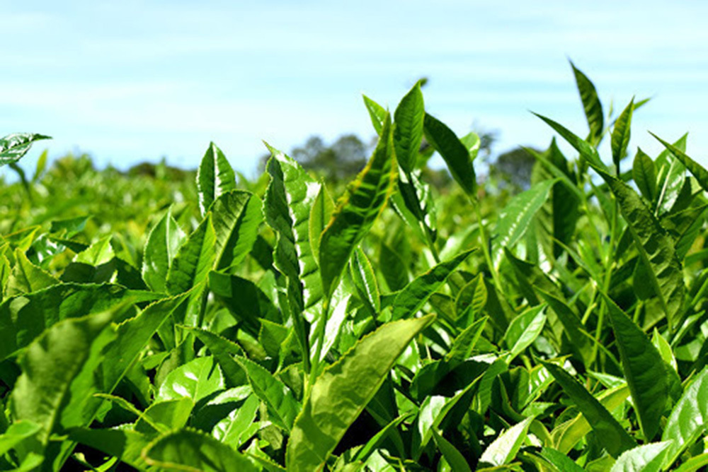 Quedó firme el nuevo precio del té en Misiones