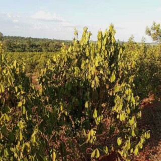 Sequía - Productores yerbateros