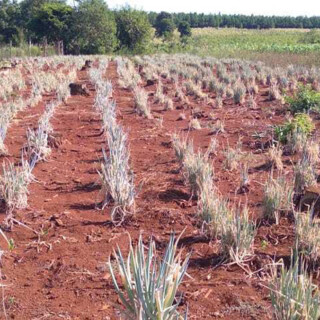 Sequía - Pérdidas de los cultivos en la Zona Norte