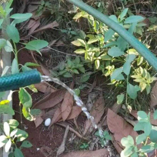 Vecinos de Candelaria sufren la falta de agua hace más de 15 días