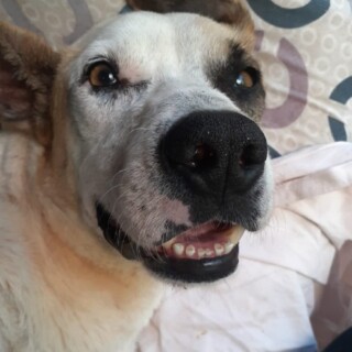 “Flaco” - Víctima de maltrato animal