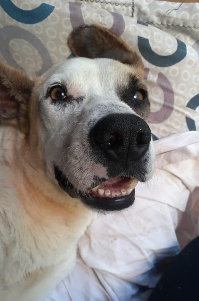 “Flaco” - Víctima de maltrato animal