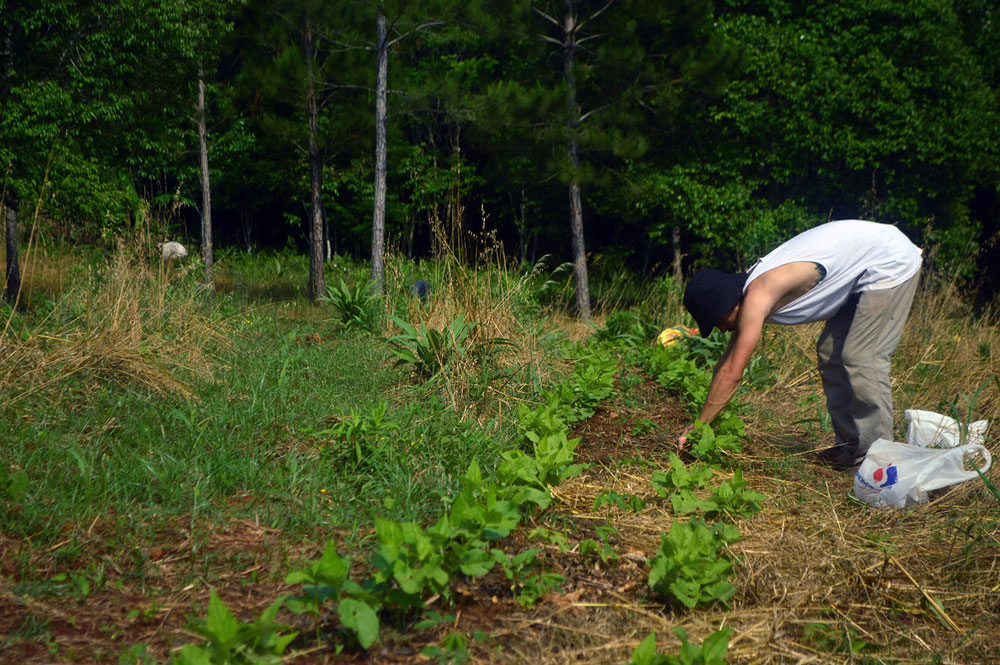 Plantan frutales nativos y hacen cosecha de monte