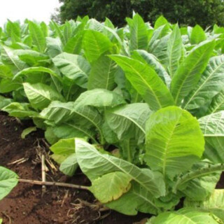 El sector tabacalero sufrirá pérdidas que superarán el 30%