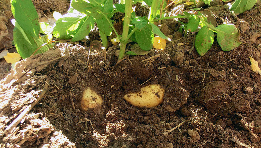Científicos logran desarrollar papas resistentes a la sequía