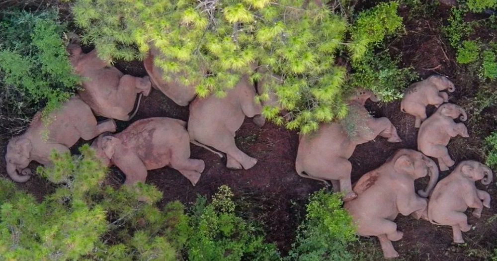 La “afamada” familia de elefantes descansó, tras 17 meses de caminar sin parar