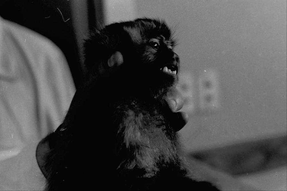 El mono Juan y un viaje de Misiones al espacio