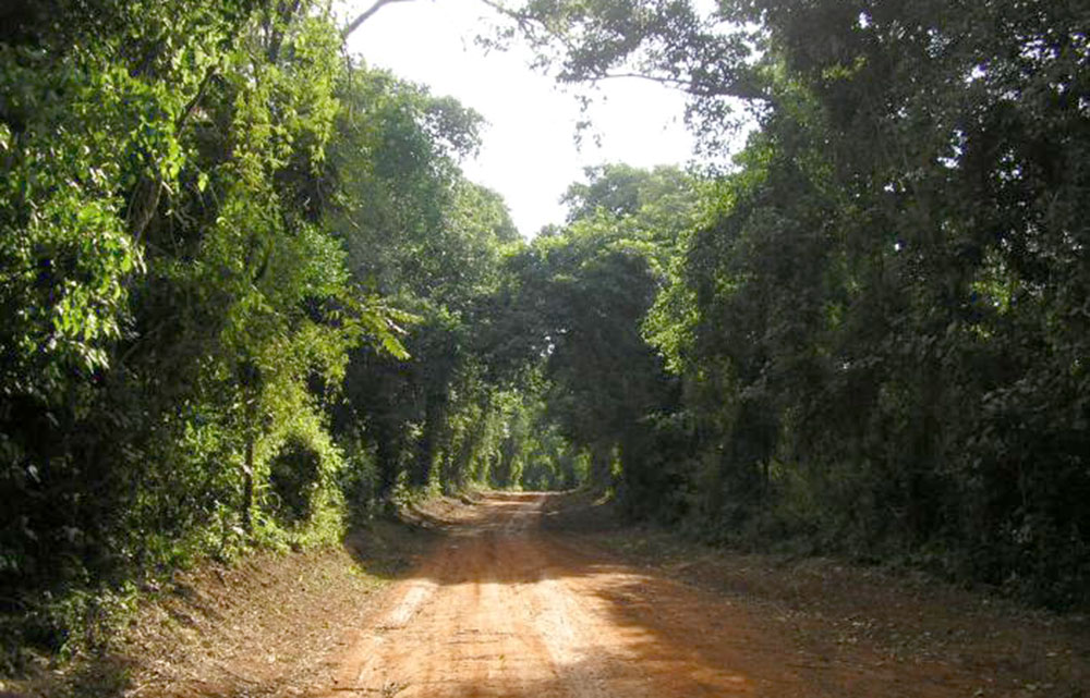 Iguazú: buscan que el fuego no llegue al Parque Puerto Península