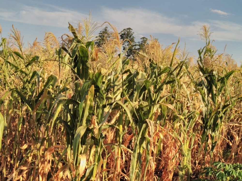 “La mayor parte de las actividades agropecuarias están críticas”