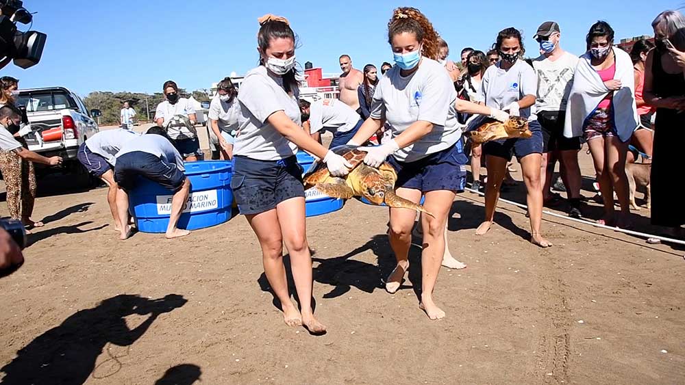 Seis tortugas marinas regresaron al mar