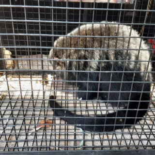 Mono carayá rescatado en garupá