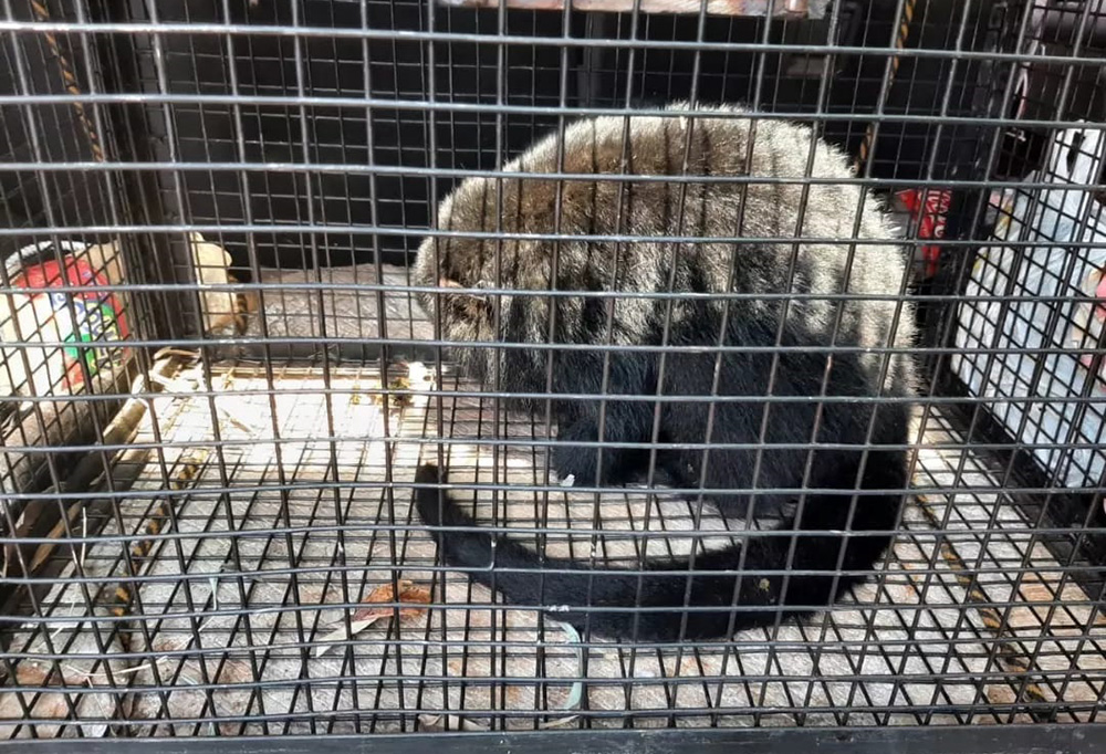 Mono carayá rescatado en garupá