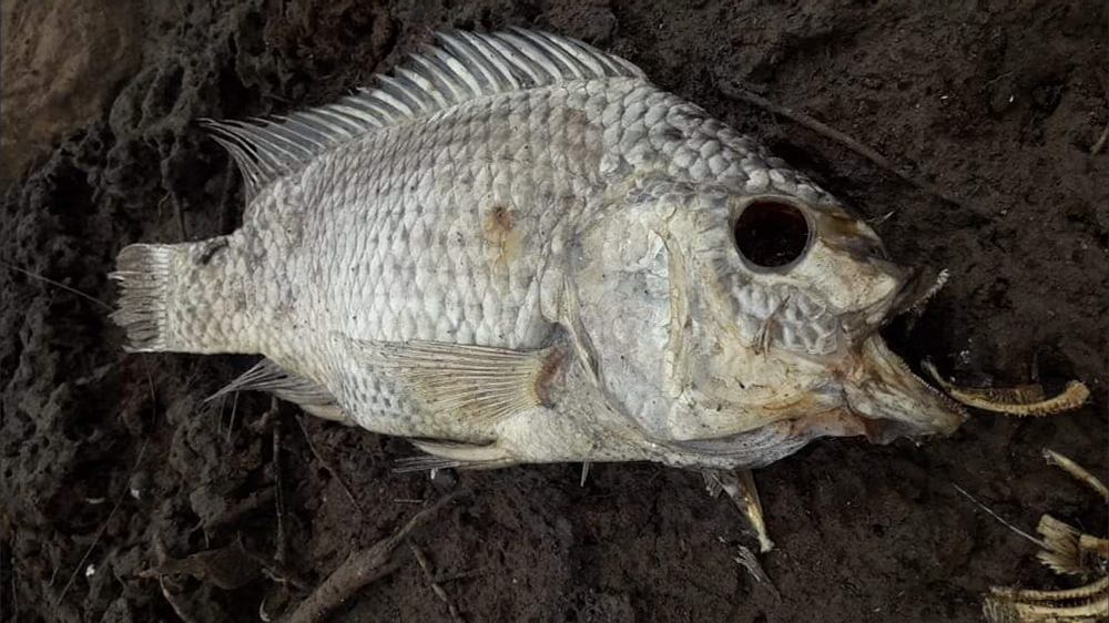 Detectaron una gran cantidad de peces muertos en el Lago Urugua-í