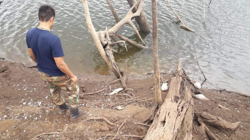 Detectaron una gran cantidad de peces muertos en el Lago Urugua-í