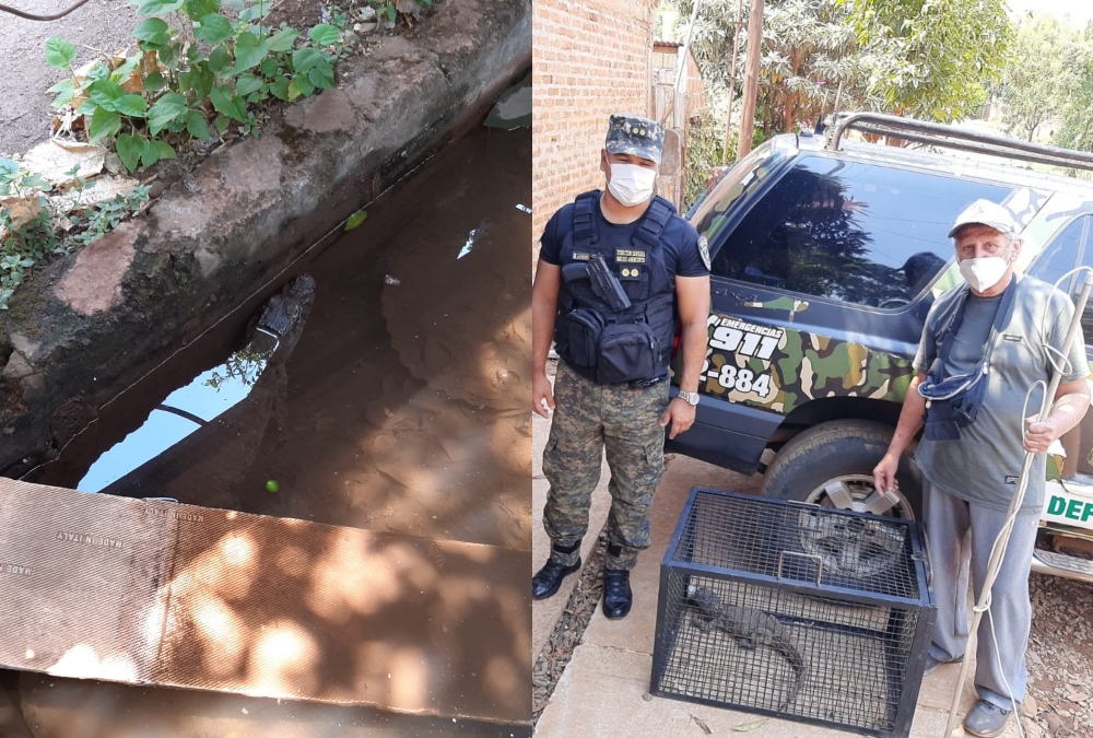 Apareció un caimán en el patio de una vivienda del barrio San Onofre