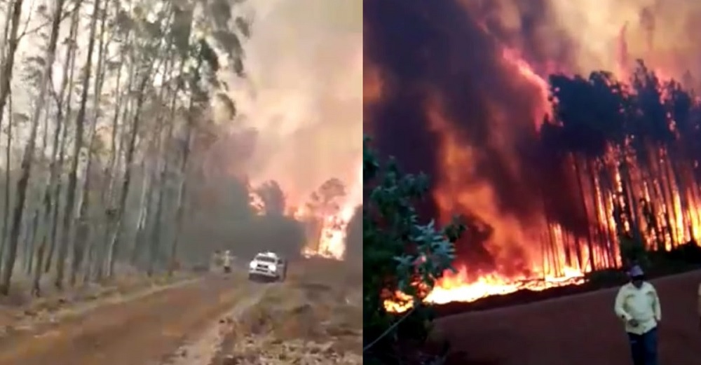 Fuego en San Vicente arrasa el monte y provoca muerte de ganado