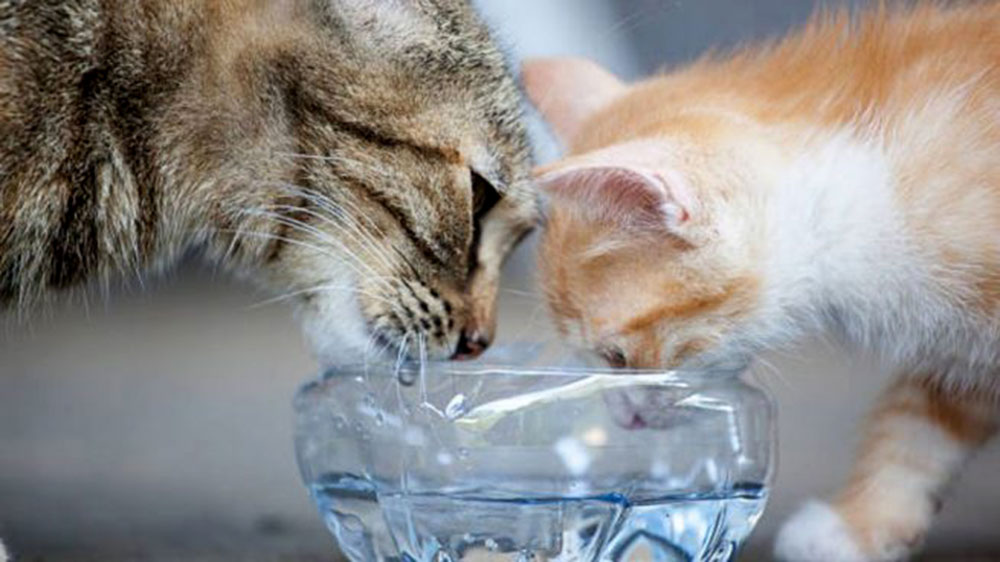 Golpes de calor en animales: cómo evitarlos