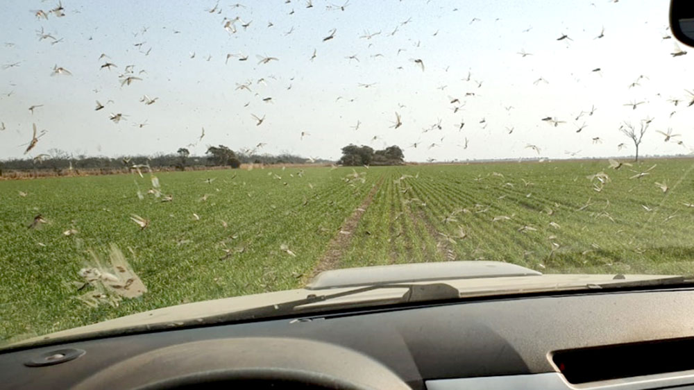 Incrementan el monitoreo de langostas y plagas