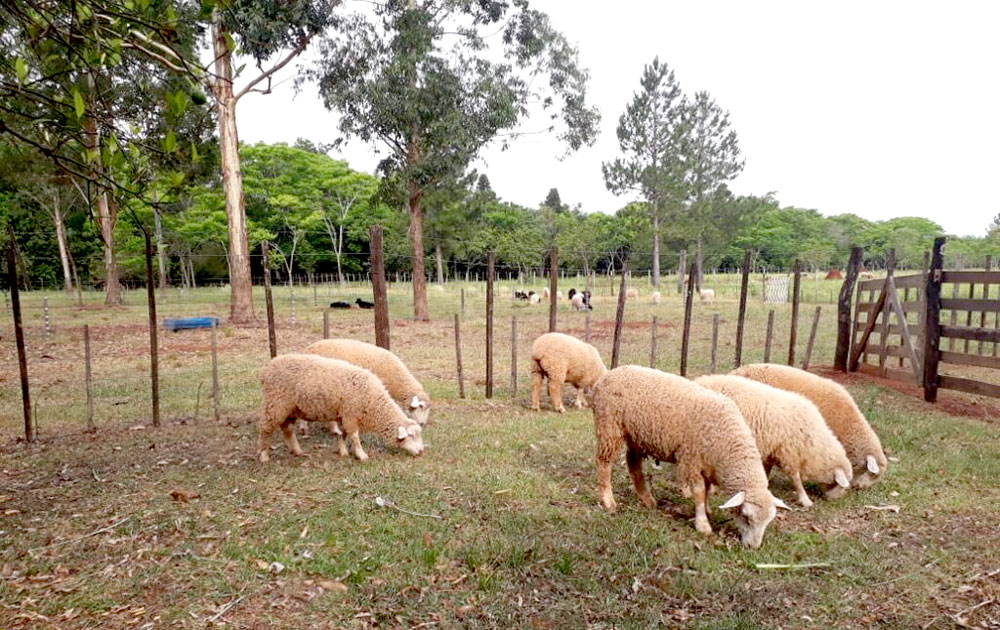 El ganado pierde peso y los productores pierden dinero debido a la falta de lluvias