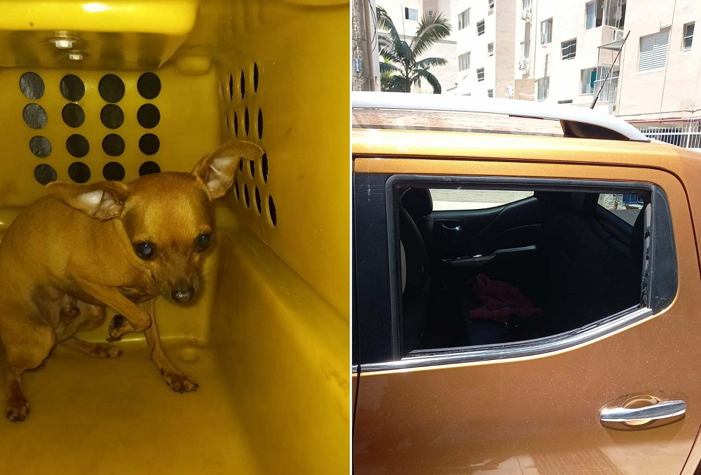 Argentino preso en Camboriú por encerrar a su perro en la camioneta