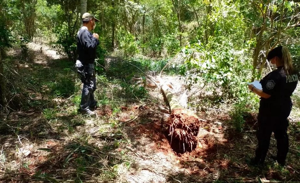 Tumbaban palmeras de Misiones para venderlas en Buenos Aires y Entre Ríos