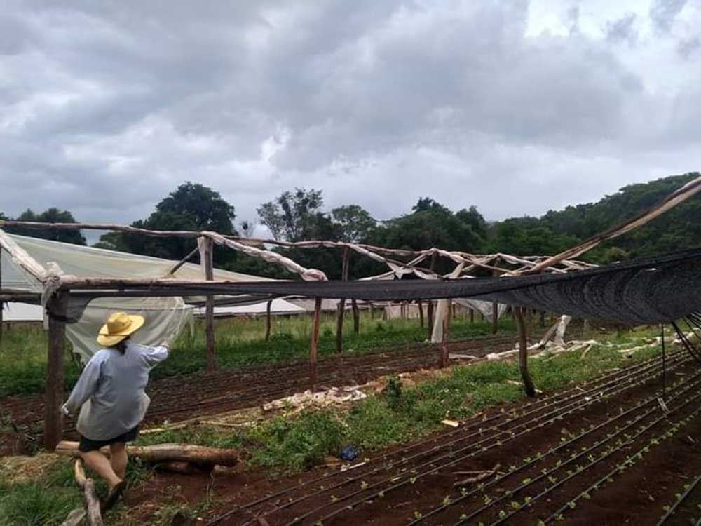 Productores sin respiro: tormentas ocasionaron daños en invernaderos