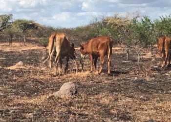 La sequía y los incendios dejarán secuelas económicas durante mucho tiempo