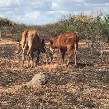 La sequía y los incendios dejarán secuelas económicas durante mucho tiempo