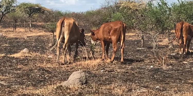 La sequía y los incendios dejarán secuelas económicas durante mucho tiempo