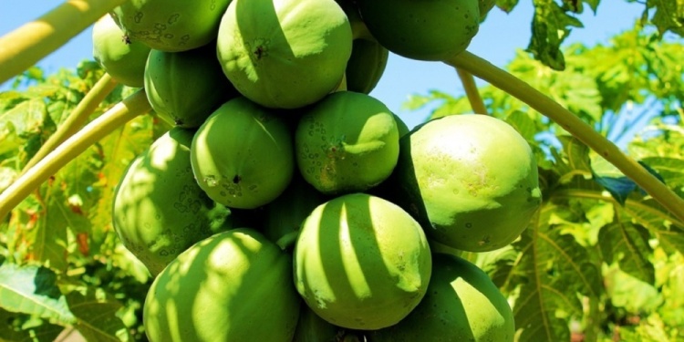 PUNTOS DÉBILES. Remarcaron que además “el mamón es muy delicado”.