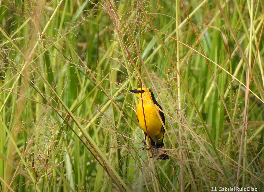 Tordo Amarillo al sur de Misiones