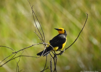 Tordo Amarillo al sur de Misiones