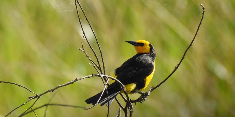 Tordo Amarillo al sur de Misiones