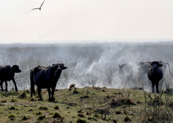 Advierten que todos los seres vivos se verán afectados por la suba de la temperatura global