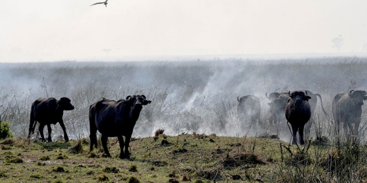 ASISTENCIA. Para colaborar pueden acercarse a cualquier veterinaria.