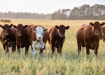 El stock ganadero de Misiones se encuentra en un punto de amesetamiento