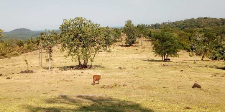 NO TIENEN QUÉ COMER EN LAS CHACRAS. La sequía terminó con las pasturas en los campos y los animales perdieron comida y agua, provocando una severa emergencia para los productores ganaderos.