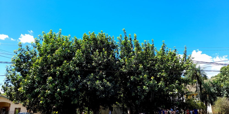 SOMBRA MISIONERA. Este gomero se encuentra frente al Baliña.