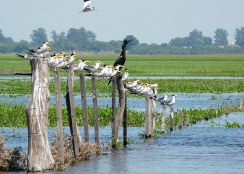 Amnistía Internacional reclamó el “urgente” tratamiento para la Ley de Humedales