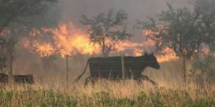 INCENDIOS. Ganados en peligro (Foto: Radio Sudamericana)