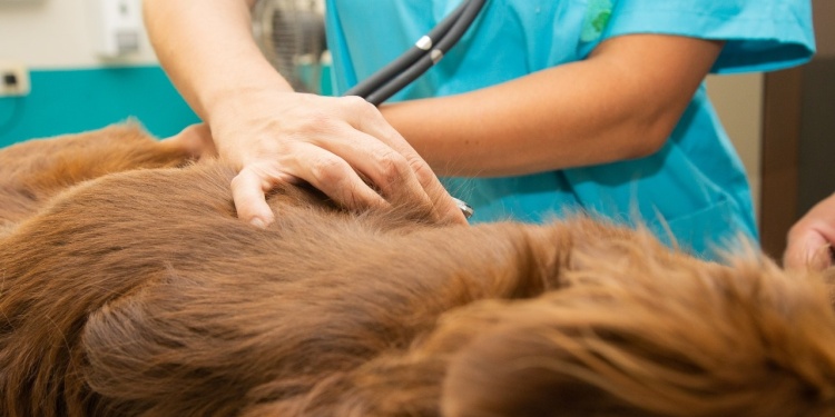 La esterilización es recomendable tanto para perros como para gatos.