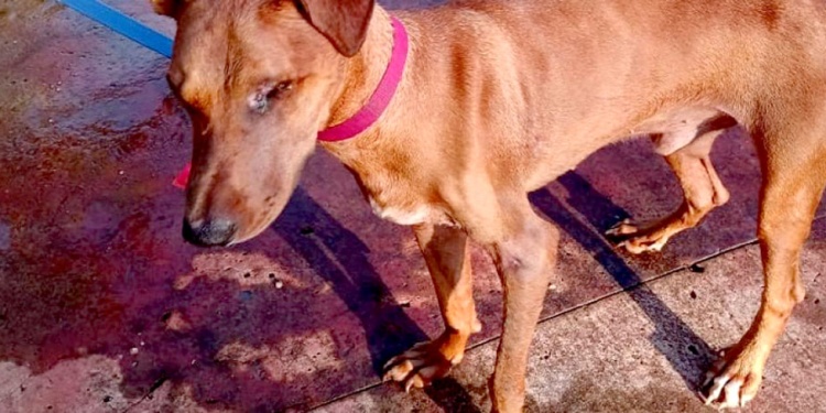 EN BUSCA DE UN HOGAR. Tilín tiene un largo camino de recuperación y necesita una familia.