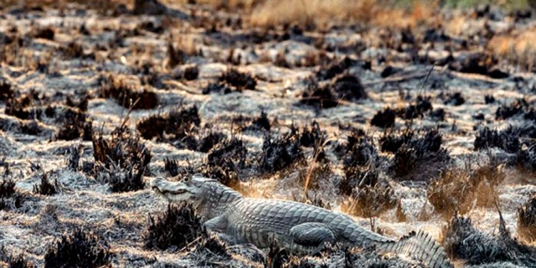 FAUNA. “Es difícil que vuelvan a aparecer de inmediato”, expresó la médica veterinaria Lorena Techeira.