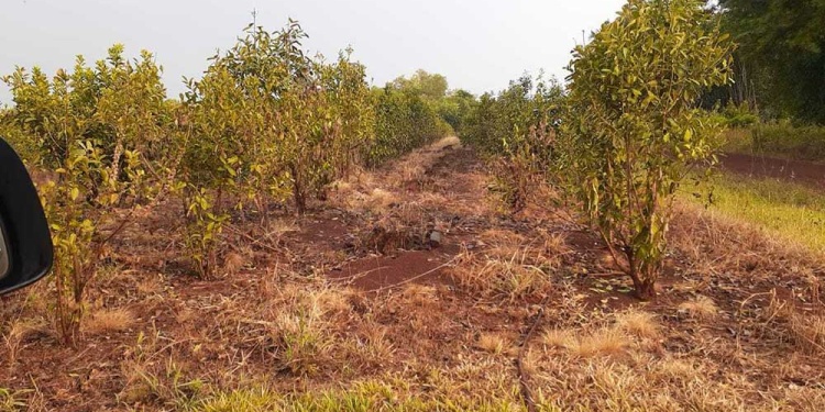 EN EL PAÍS. Los productores están preocupados porque la sequía se podría acentuar en los próximos meses.