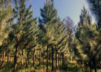 Rechazan la derogación de la Ley de Tierras