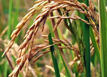 Día del arroz: la base de la alimentación para la mitad del planeta