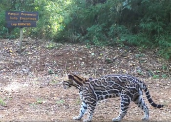Gato Onza Parque Salto Encantado