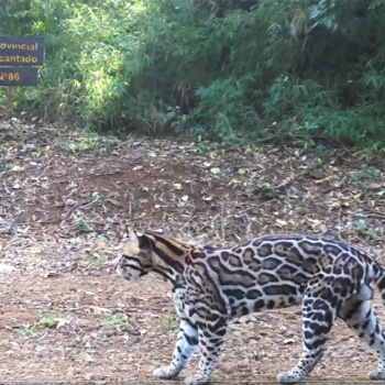 Gato Onza Parque Salto Encantado
