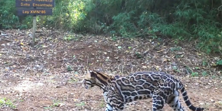 Gato Onza Parque Salto Encantado